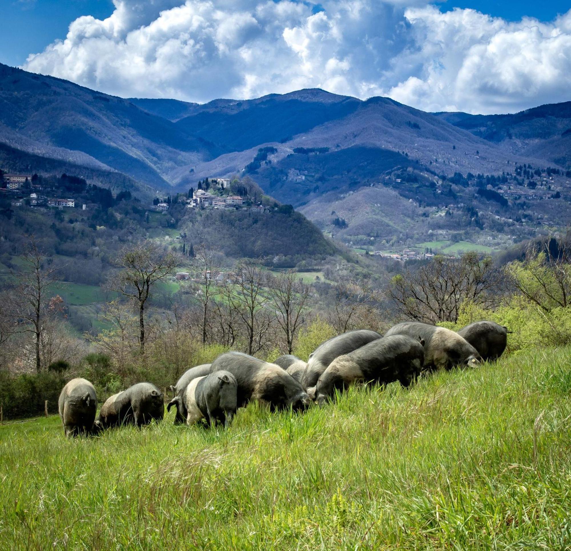 Terra Di Michelangelo Villa Caprese Michelangelo Bagian luar foto